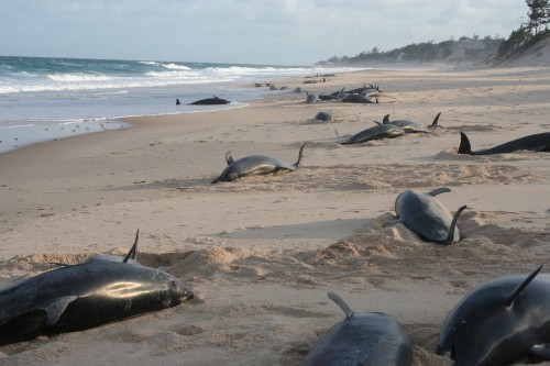 Dolphins strand in Mozambique coincident to a naval exercise. Photo Nick Raba 2006