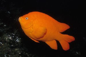 Garibaldi (California state marine fish) © Charles Seaborn, Monterey Bay Aquarium
