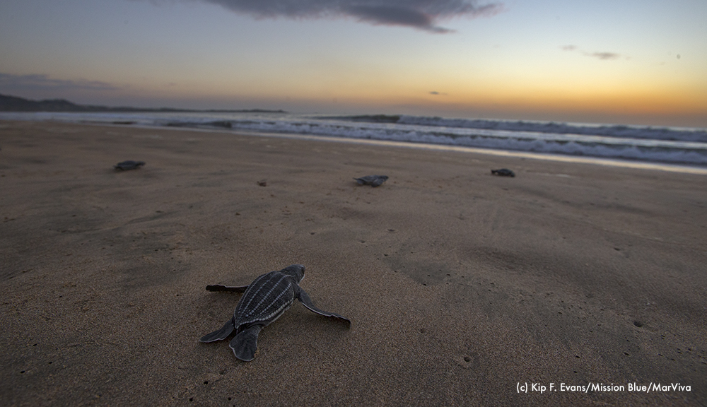 Leatherback Hatchling going to sea(c) Kip F. EvansMBMarViva