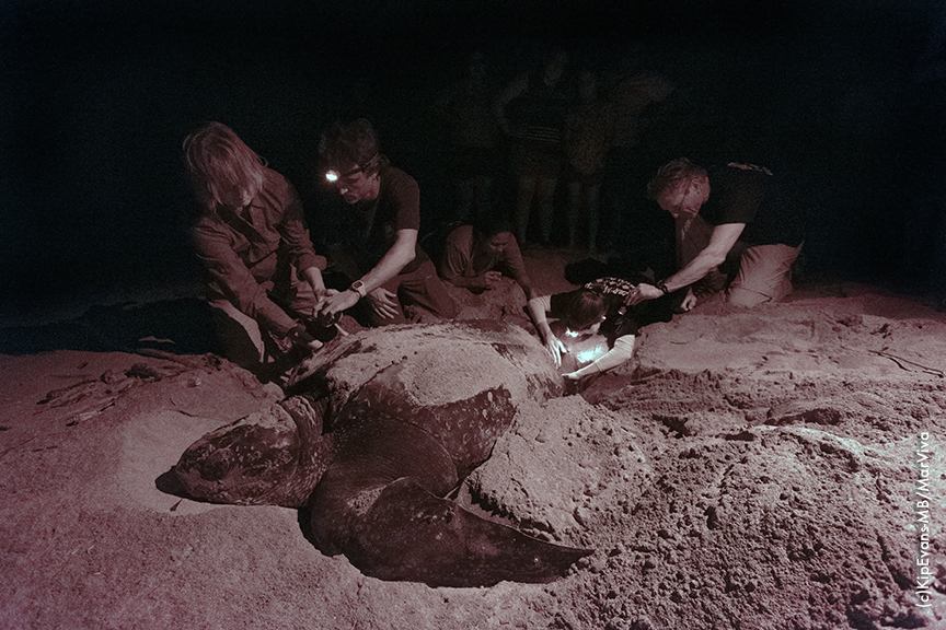 Photo: ©Kip Evans/Mission Blue-MarViva