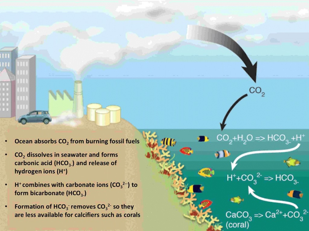 The ocean is absorbing increasing amounts of atmospheric CO2, causing carbonate ion concentration to drop and limiting their availability to corals and other calcifying organisms. © Hoegh-Guldberg et al. 2007.